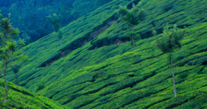 Places to visit in kerala