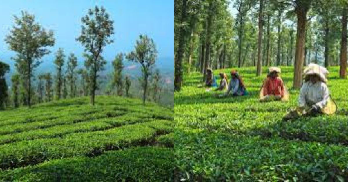 Best places to visit in Wayanad